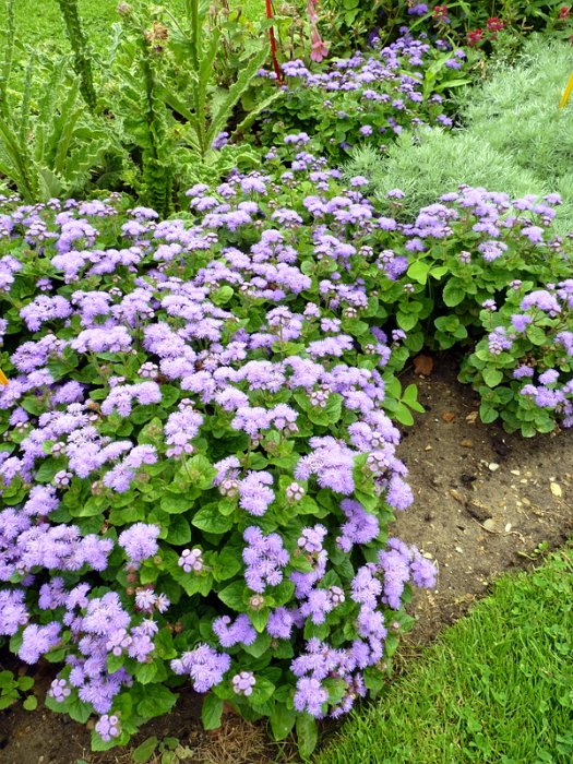 Ageratum houstonianum 'Ville de Liege' (2)
